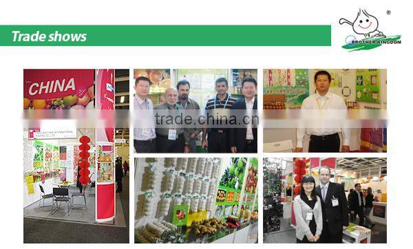 Chestnut/Fresh chestnut/ Chestnut wholesale