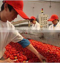 healthy high quality canned tomato paste