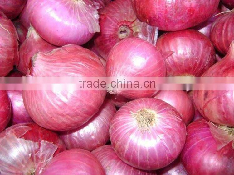 China onion at good price of per ton