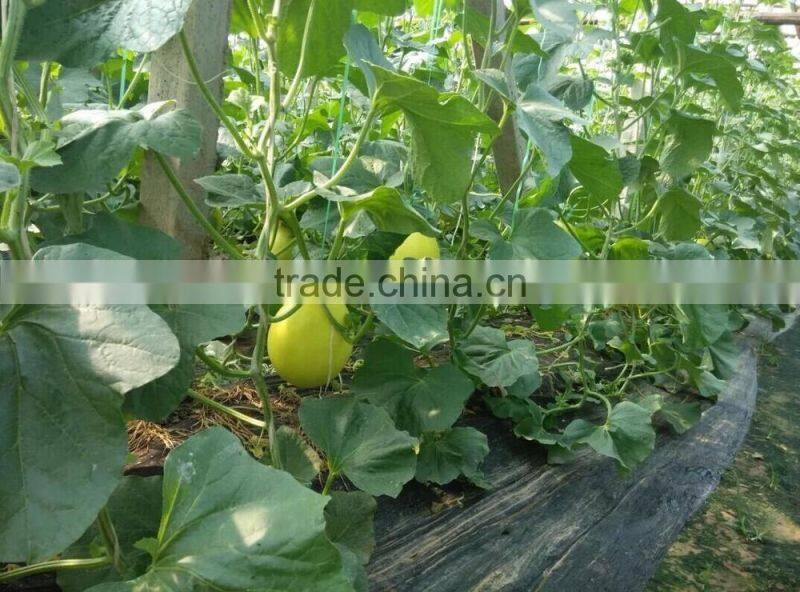 Agriculture liquid fertilizer Chitosan foliar fertilizer
