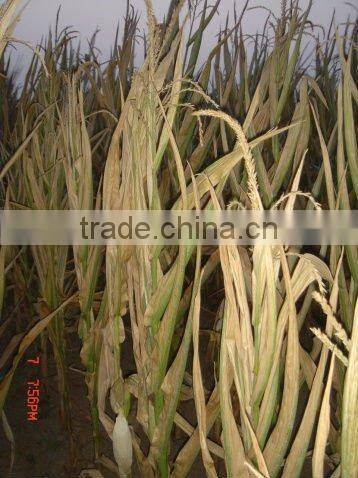 Straw Briquette Charcoal Extruder