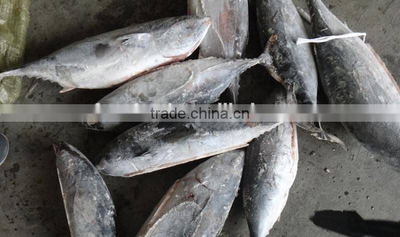 Frozen Bonito Tuna