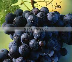 100% natural grape seed P.E./grape seed extract powder