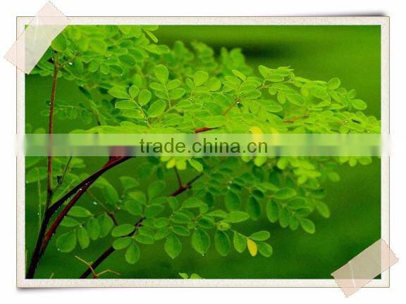 Organic Moringa leaf powder Bulk Producers