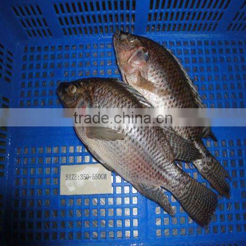 Frozen Tilapia Fish whole round GS