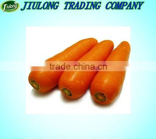 Chinese Fresh carrot hot sale