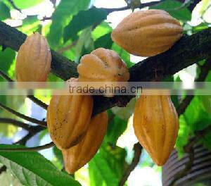 GMP Factory Supply Free Sample 10%, 20% Cocoa Extract