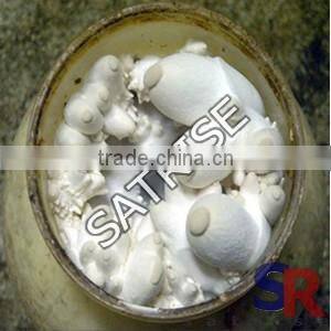 Mushroom Cultivation Plastic inoculating stick Low Price