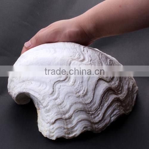 wholesale Natural white Tridacna Stone Shell Beads, Tibetan Prayer Beads(D:10mm x 14/ Strand)