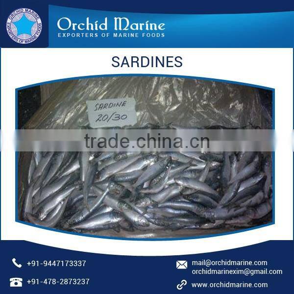 Protein Rich Delicious Sardines Fish from Trusted Manufacturer