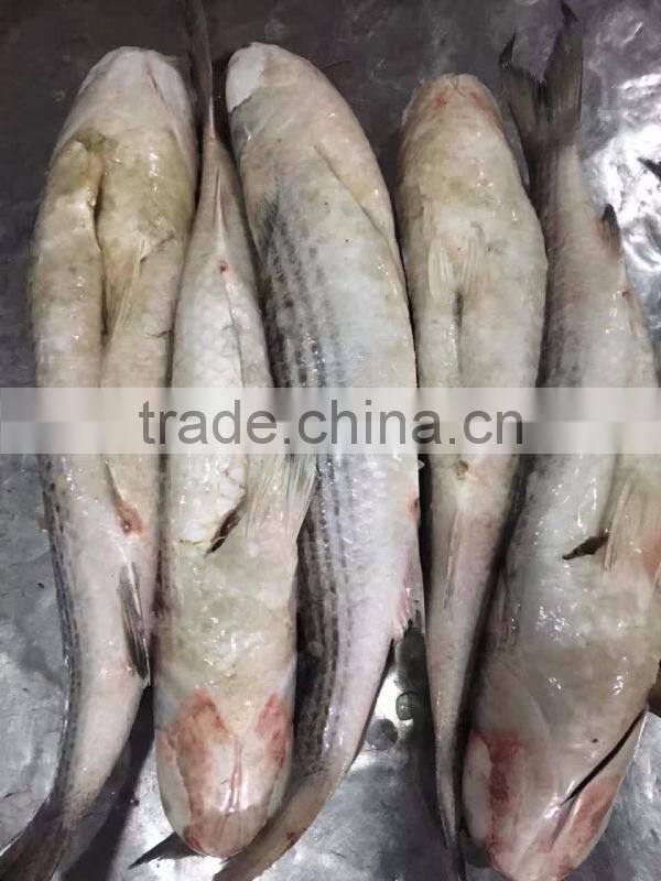 Export Vietnam 1-1.5KG Frozen Gullet Mullet Fish