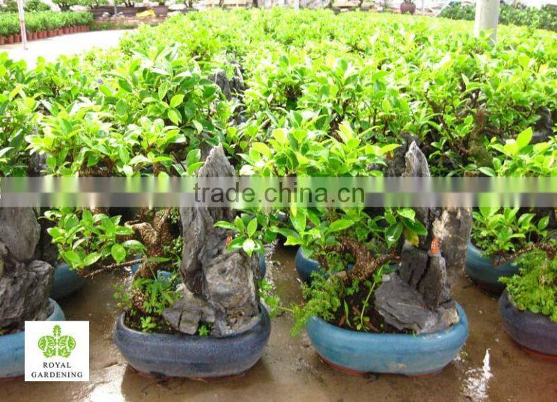 Ficus Stone Bonsai