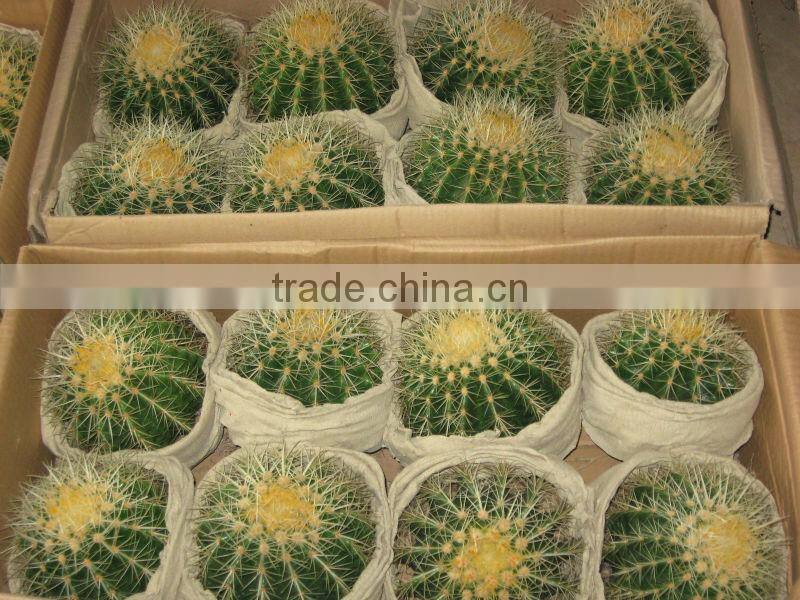 Echinocactus grusonii in box packing