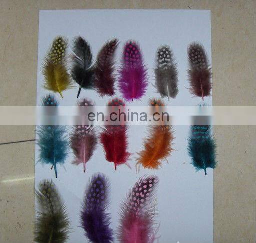 pheasant feather for decorate