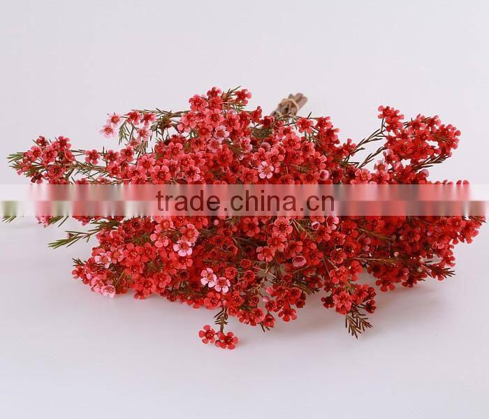 valentine's day wholesale fresh cut red wintersweet flower