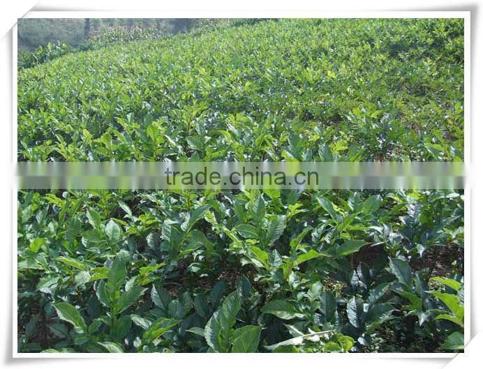 Arlendar Low calories konjac noodles