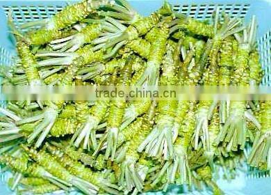 wasabi paste made in chinsese factory