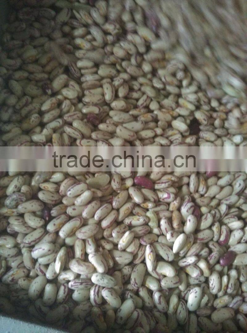 2016 light speckled kidney bean