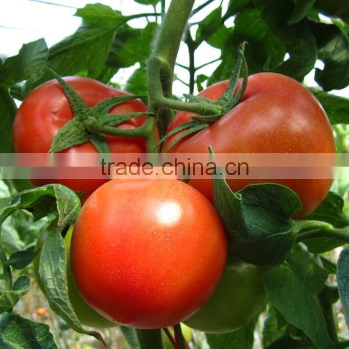 Factory produce liquid chitosan fungicide fertilizer