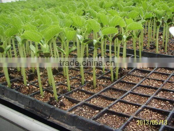 New coming excellent quality low price black seedling plug tray
