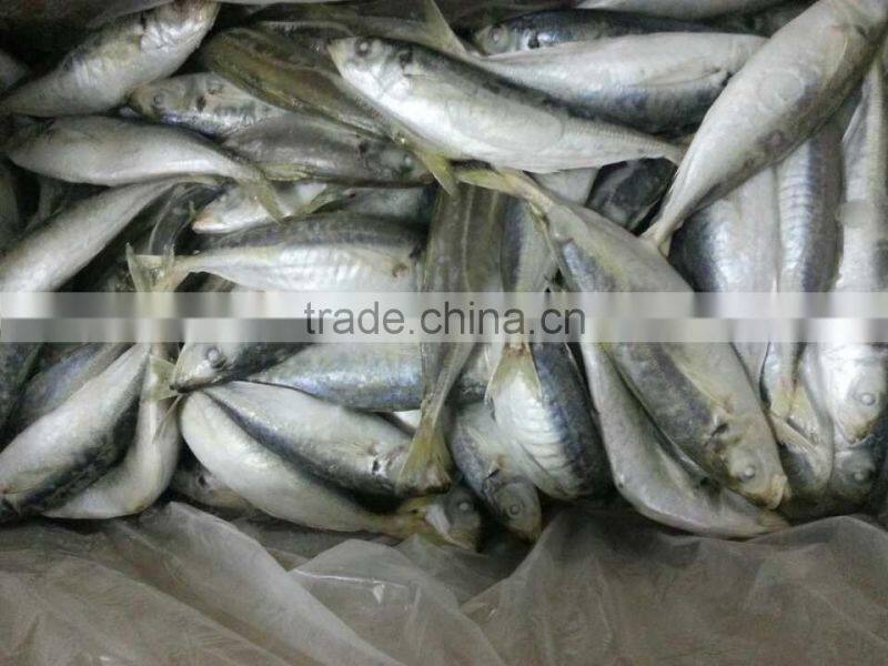 importer philippines horse mackerel