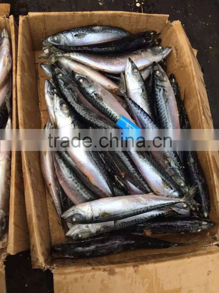 best price seafrozen pacific mackerel wholesale online
