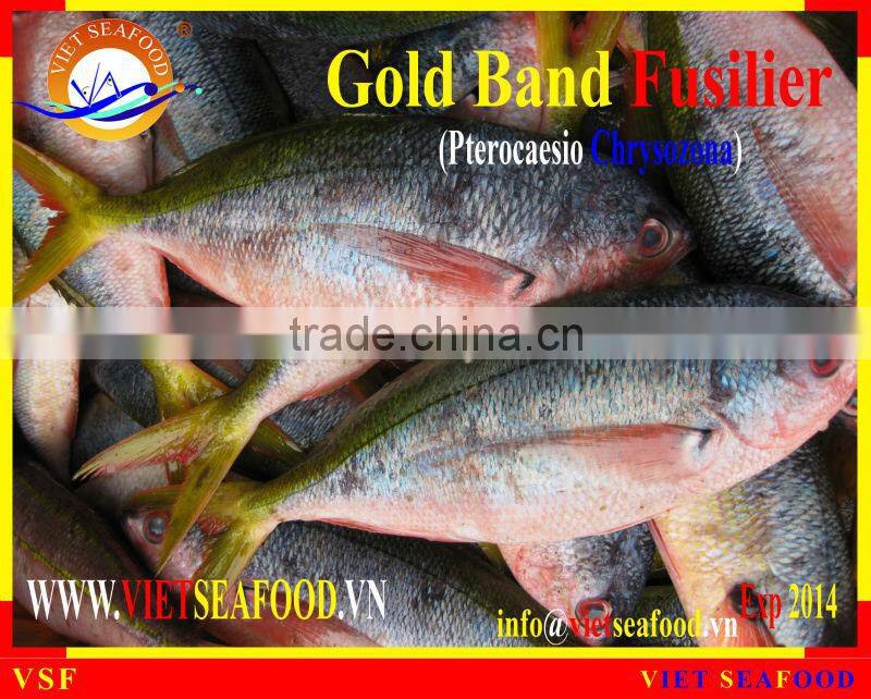 FROZEN W/R GOLD BAND FUSILIER