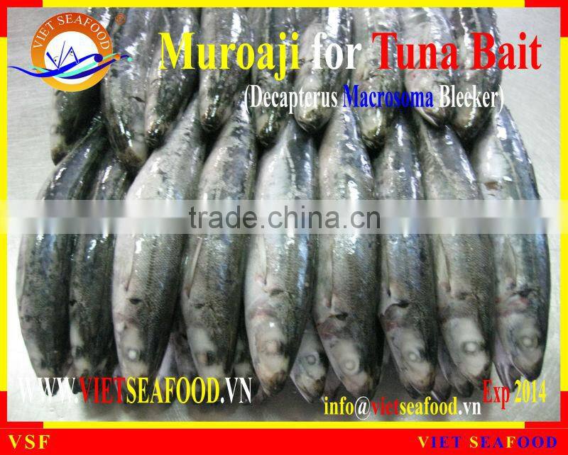MUROAJI FOR TUNA BAIT
