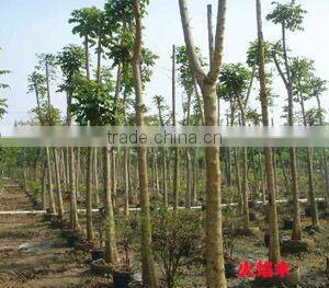 Spathodea campanulata nursery