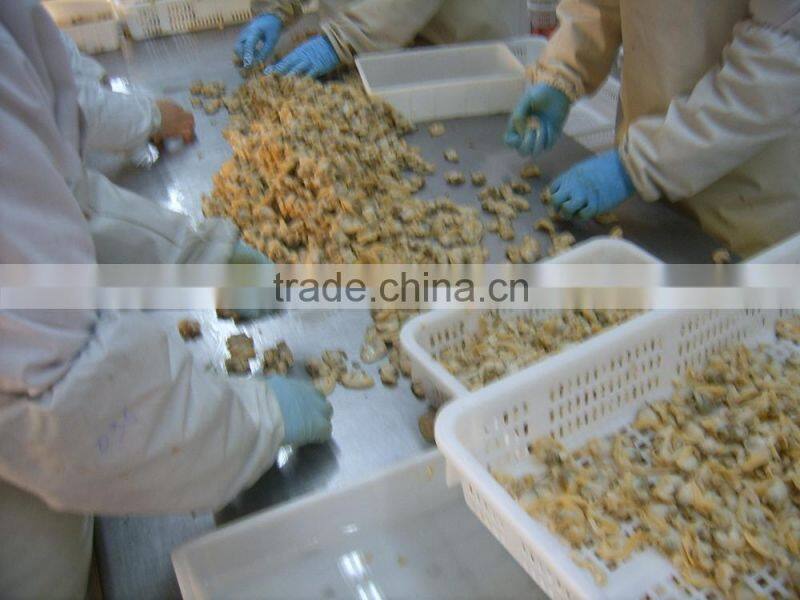 Good Quality Short Necked Clams