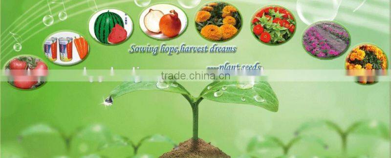 New Condition farm machinery 4rows corn/cotton/peanut seeds sowing planter machine