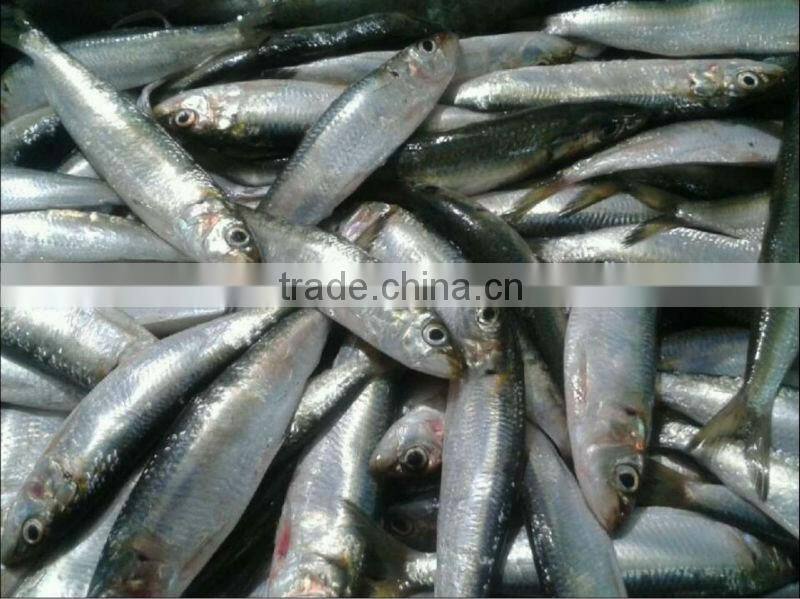 frozen sardine fish for bait