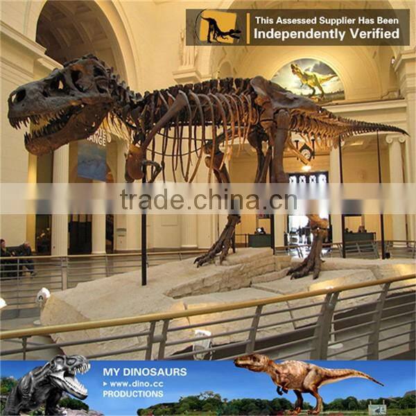 MY Dino-C031 Life size full dinosaur skeleton for sale