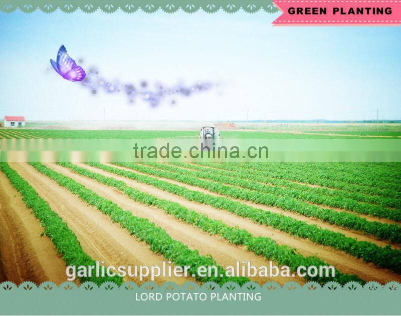 FRESH POTATO CROP 2014