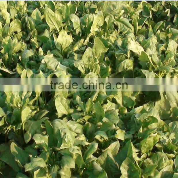China online selling spinach powder best products for import