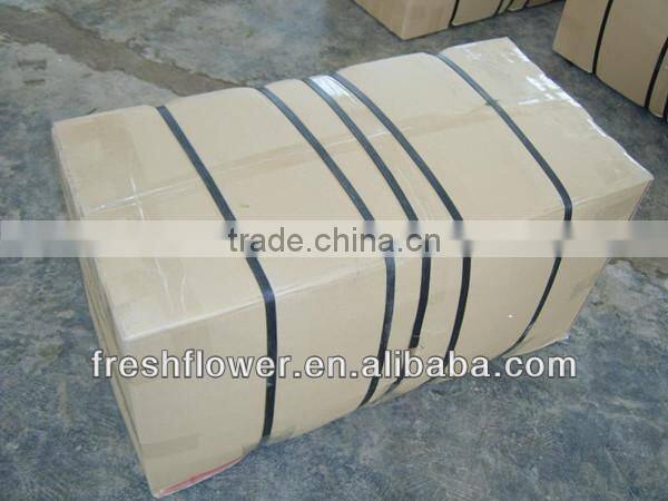 fresh cut red carnation for Mother's day