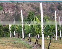 grape post