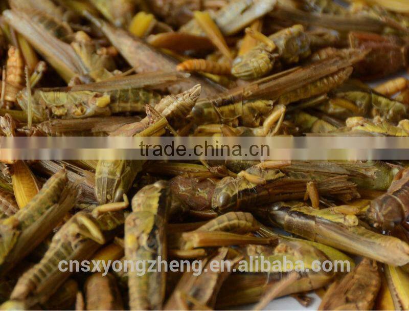 Freeze Dried Grasshoppers For Pet Birds Food Supplies