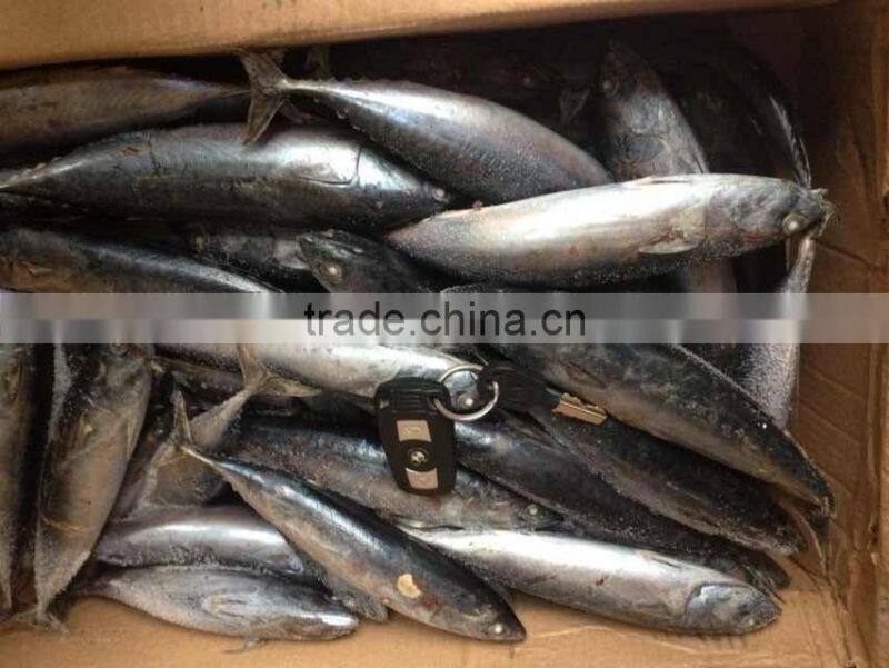 200-300G Frozen Bonito Tuna