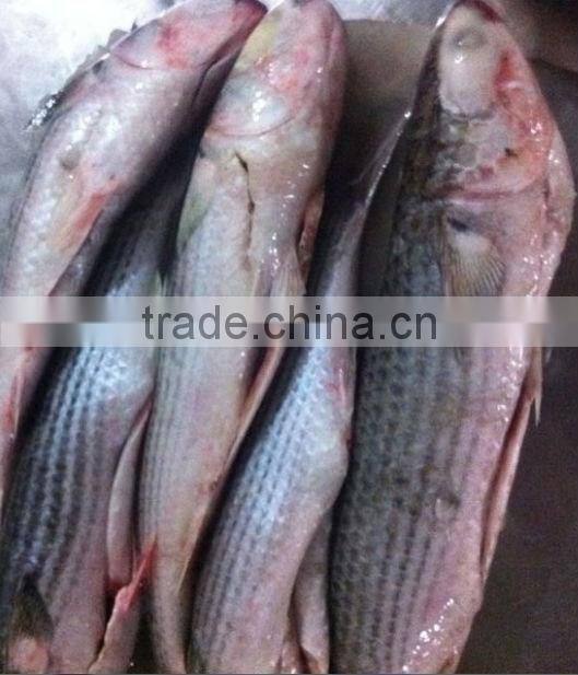 Seafood Frozen Grey Mullet Fish