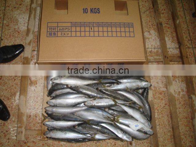 muroaji (frozen round scad)