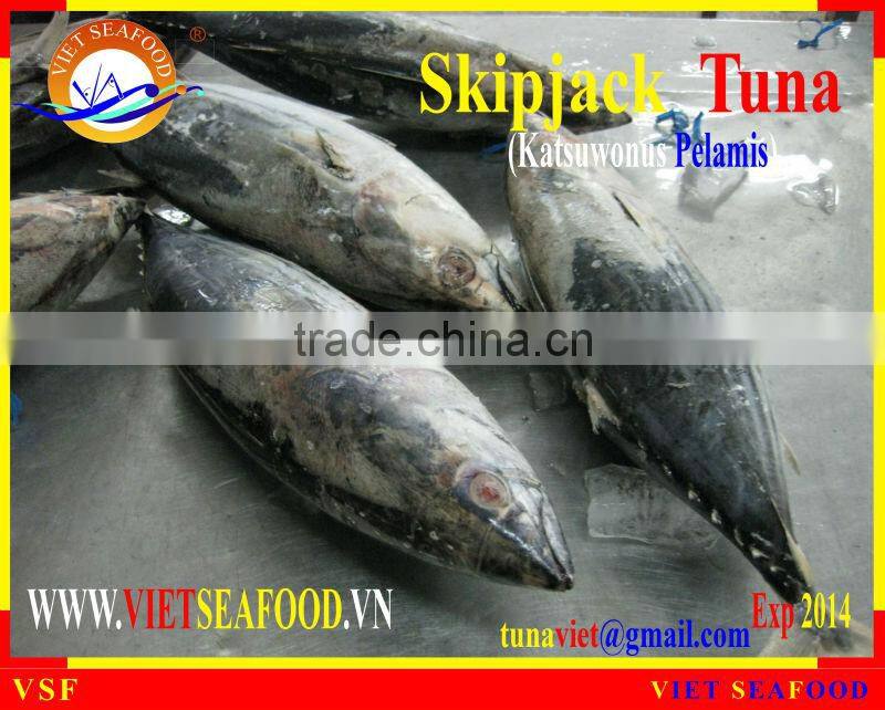 FROZEN SKIPJACK TUNA WHOLE ROUND