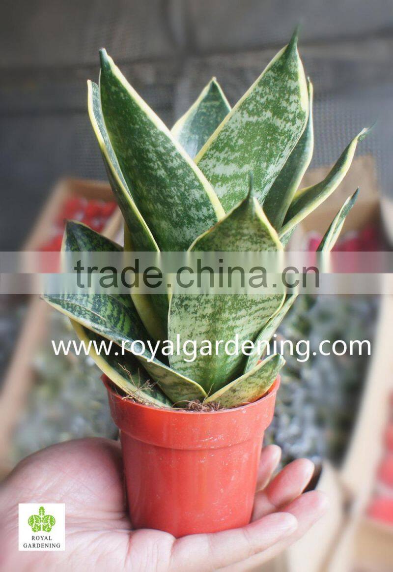 Sansevieria trifasciata(Snake Plant )Ornamental Plants