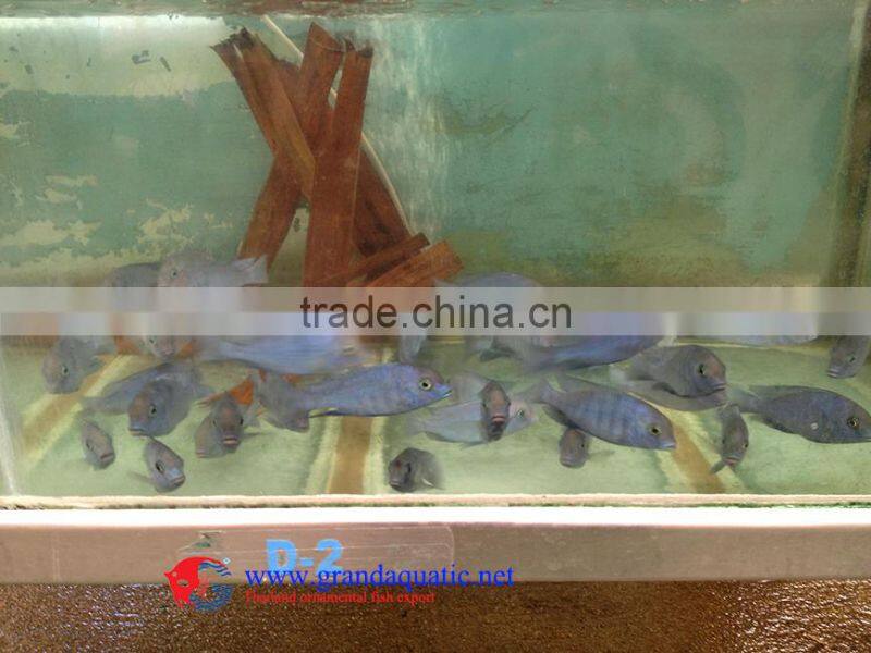 freshwater fish for sale
