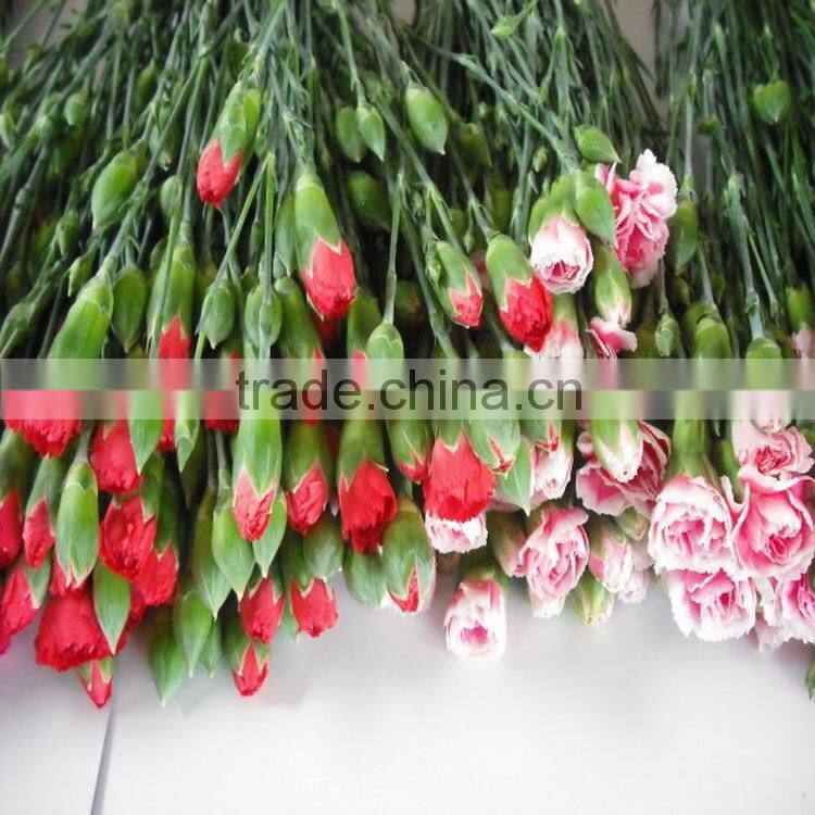 Elegant in smell factory direct high quality flower carnation