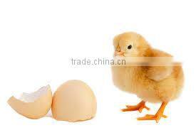 pigeon hatching eggs incubator machine