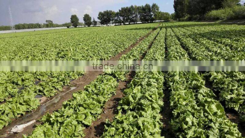 zhangbei Lettuce