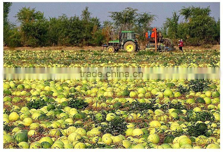 chinese best price for water melon seeds