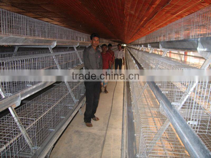 9WCD-3198 A-type Hot Galvanized Pullet Chicken Rearing Cage