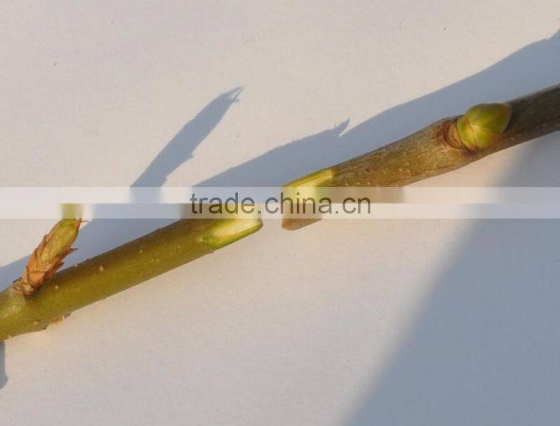 2015 new Omega grafting machine/grafting machine tool /grafting scissor